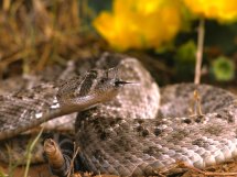 JARDIN ,JARDINES ,FUMIGACION DE JARDIN DF